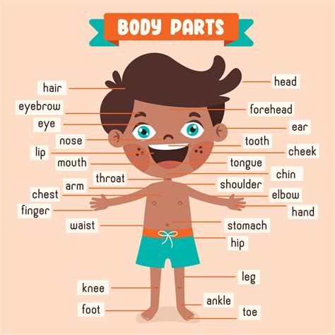 body parts cartoon image